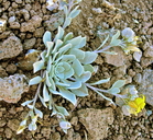 Physaria didymocarpa