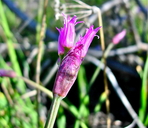 Allium brevistylum