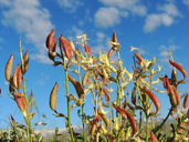 Astragalus eremiticus
