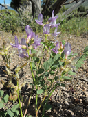 Astragalus beckwithii