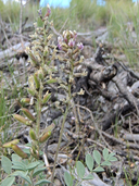 Astragalus minthorniae var. minthorniae