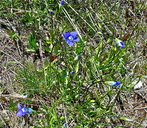 Gentianopsis thermalis