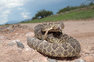 Mohave (mojave) Rattlesnake