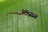 Pseudoeurycea nigromaculata
