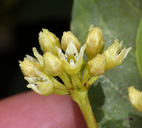 Frangula rubra ssp. obtusissima