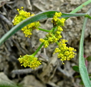 Lomatium triternatum