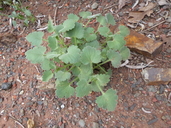 Amauria rotundifolia