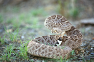 Crotalus atrox