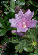 Sidalcea malviflora ssp. purpurea