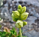 Heuchera grossulariifolia