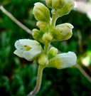 Heuchera grossulariifolia