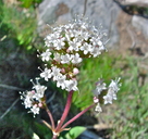Valeriana acutiloba var. pubicarpa