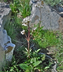 Valeriana acutiloba var. pubicarpa