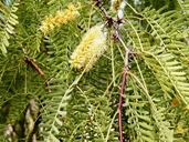 Prosopis glandulosa