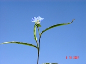 Commelina dianthifolia