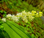 Maianthemum racemosum