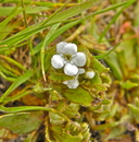 Plagiobothrys scouleri var. scouleri