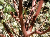Arctostaphylos pungens