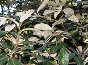 Quercus sideroxyla