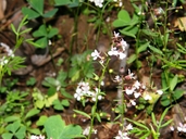 Lopezia gracilis