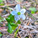 Anemonoides oregana