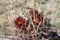 Glandulicactus unicinatus
