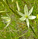 Camassia leichleinii ssp. leichtleinii