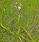 Camassia leichleinii ssp. leichtleinii