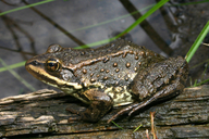 Rana luteiventris