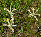 Photo of Iris bracteata