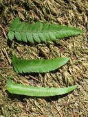 Polystichum californicum