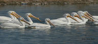 Pelicano Blanco