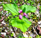 Trillium ovatum ssp. ovatum