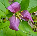 Trillium ovatum ssp. ovatum