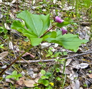 Trillium ovatum ssp. ovatum
