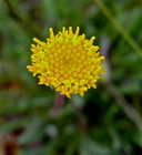 Photo of Erigeron bloomeri var. nudatus