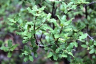 Quercus barrancana