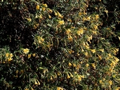 Mimulus aurantiacus