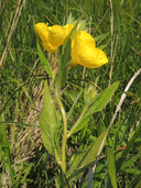 Oenothera pilosella