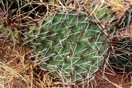 Opuntia tortispina