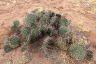 Opuntia tortispina