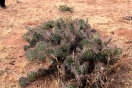 Opuntia tortispina