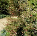 Dodonaea tenuifolia