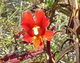 Mimulus aurantiacus