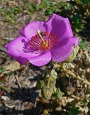 Cornyabutilon vitifolium