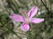 Stephanomeria tenuifolia