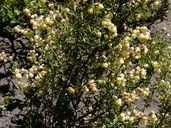 Hermannia verticillata