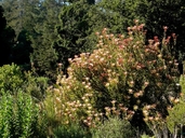 Leucadendron saligna