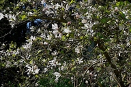 Anise Magnolia