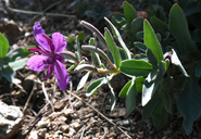 Chamerion latifolium